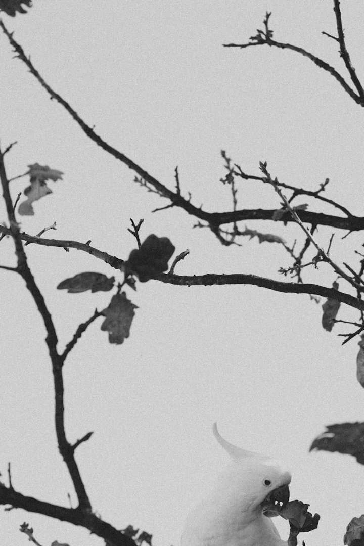 Cockatoo-1