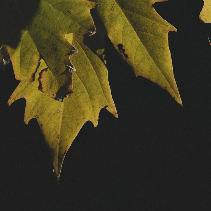 Featured Image
