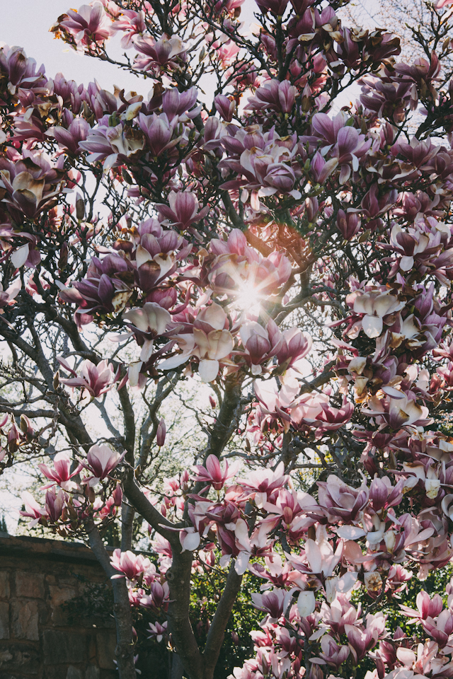 Spring-11