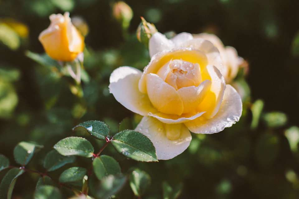 Roses-1