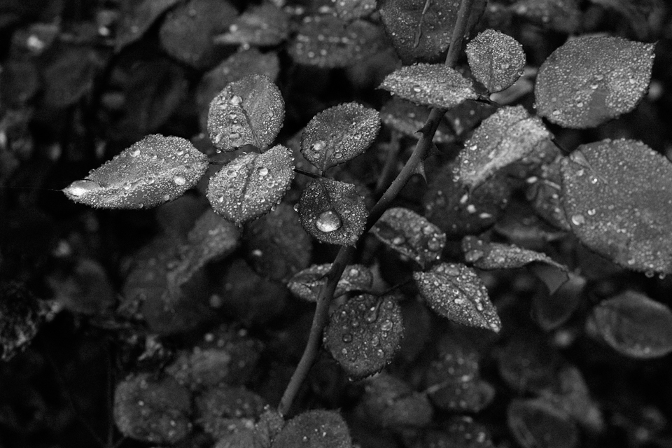 Roses-3