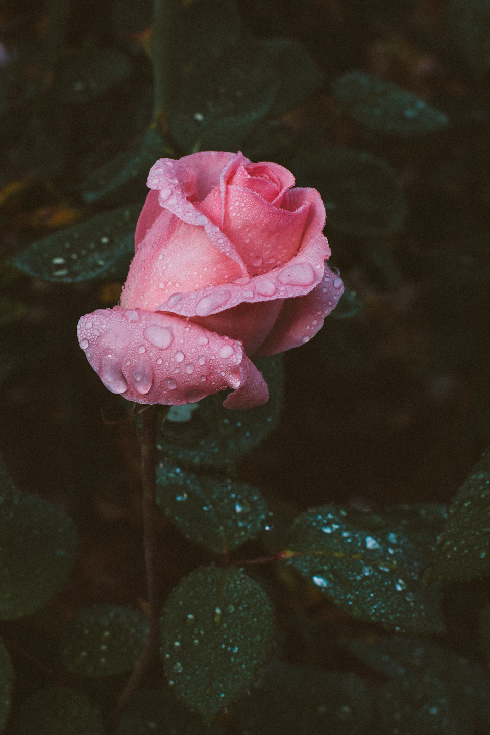 Roses-4