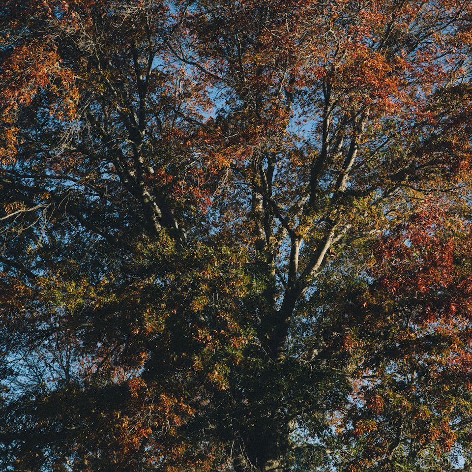 SuttonForest-1