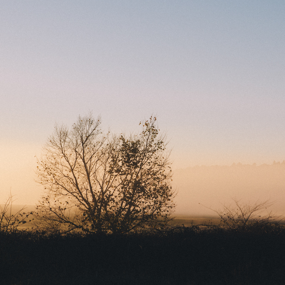 SuttonForest-14