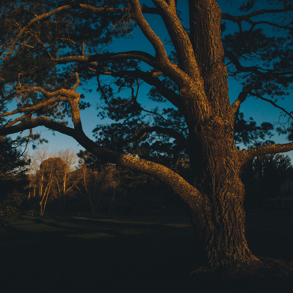 SuttonForest-3