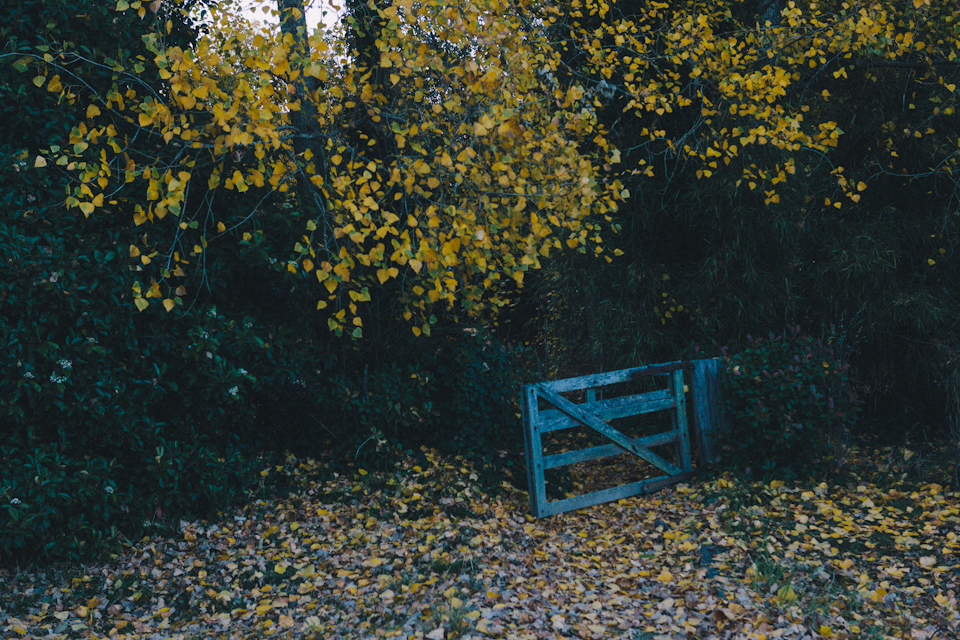 SuttonForest-4