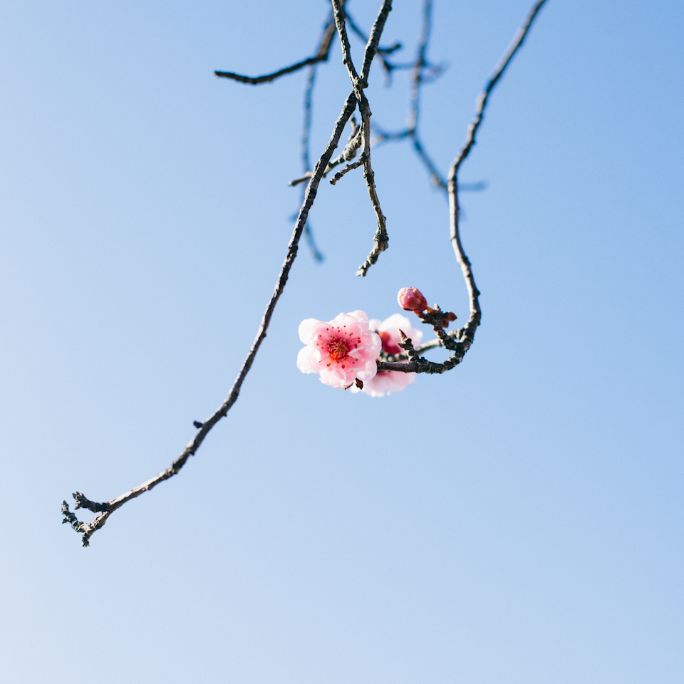 Spring-1