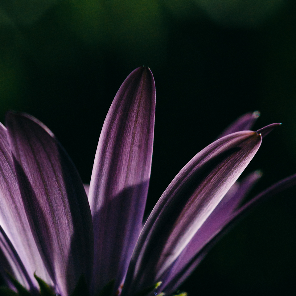 Daisies-22