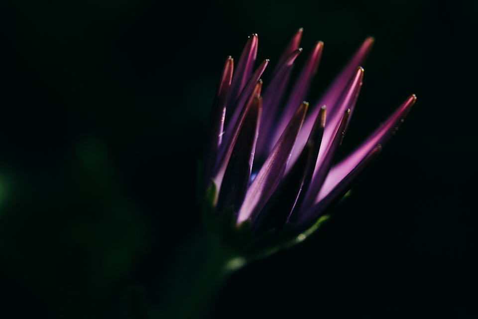 Daisies-7