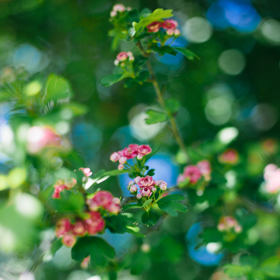 midmorning-5