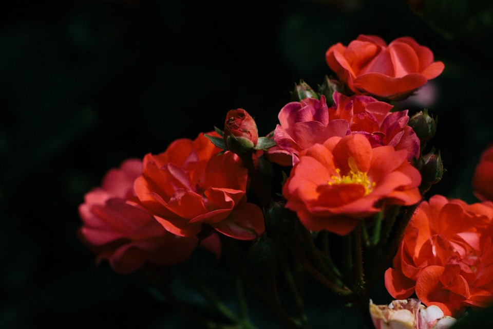 StudyofRoses-12
