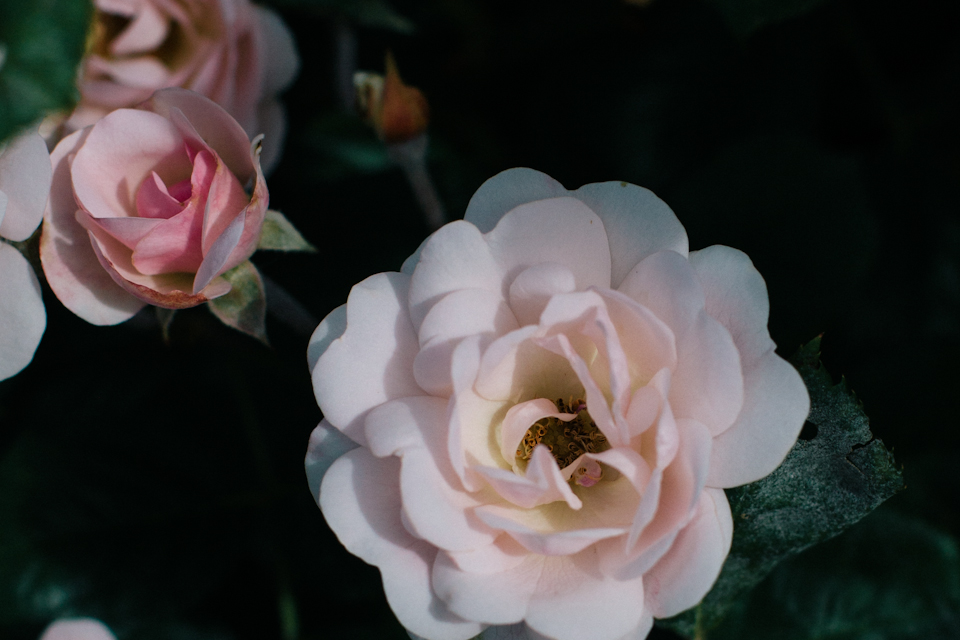 StudyofRoses-13
