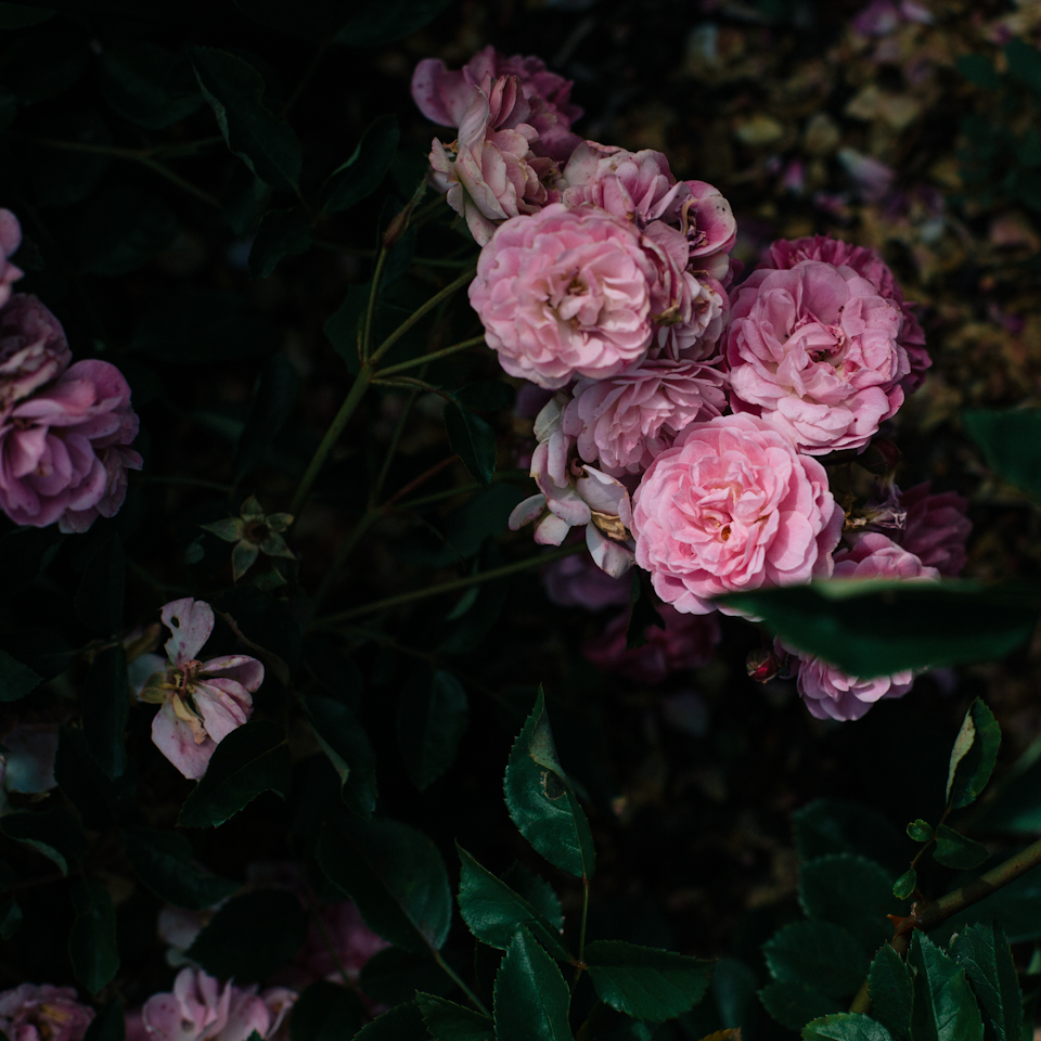 StudyofRoses-14