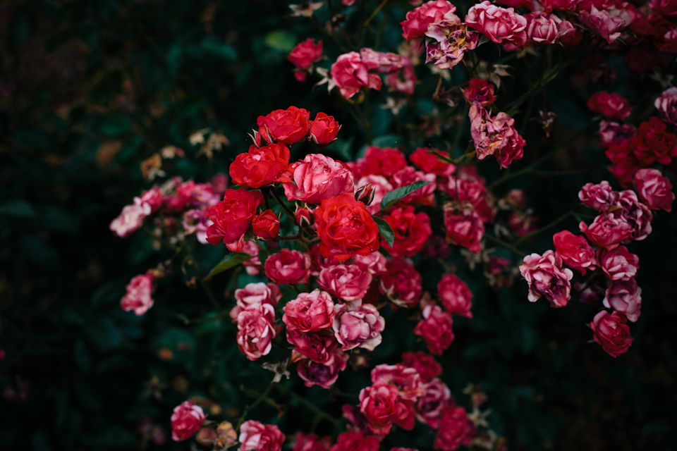 StudyofRoses-15