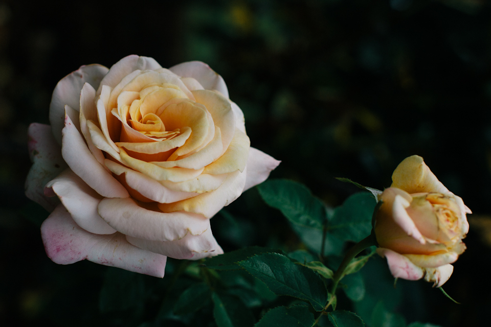 StudyofRoses-9