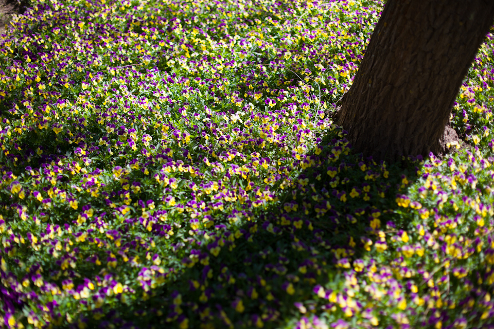 Spring-colours